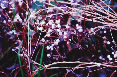 Close-up of plant against blurred background