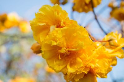 Close-up of yellow flowering plant