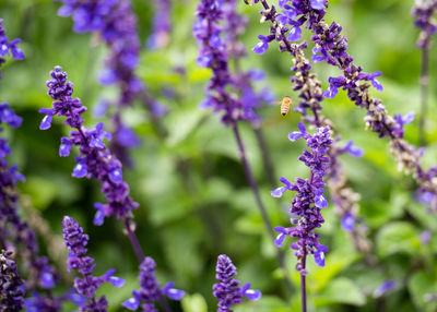 Close-up of purple flowering plants