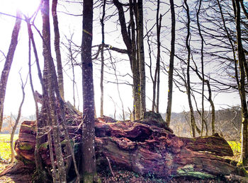 Bare trees in forest against sky