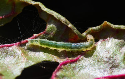 Close-up of spider on web