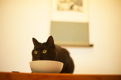 A black cat relaxing in a japanese-style room with an alcove