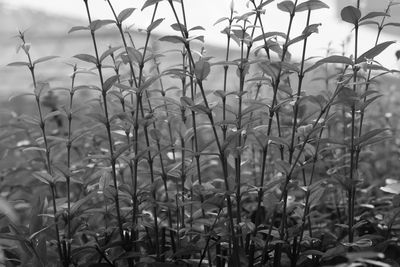 Close-up of plants growing on field