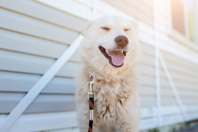 Photo of happy labrador dog looking at camera against white wooden building