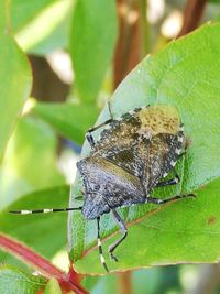 Close-up of butterfly on leaf