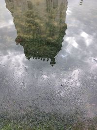 Reflection of trees in water