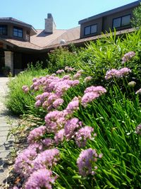 Flowers growing in front of house