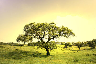 Scenic view of grassy field against sky