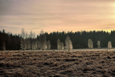 Trees on field against sky during sunset