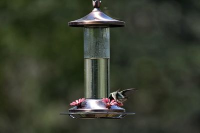 Close-up of bird feeder