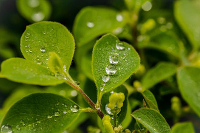 Close-up of water drops on leaf