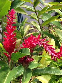 Close-up of red flowers