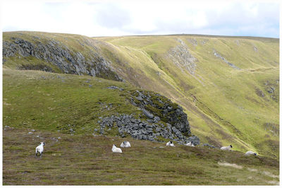 Flock of sheep grazing on grassy field against cloudy sky