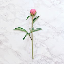 Directly above shot of pink flower on marble floor