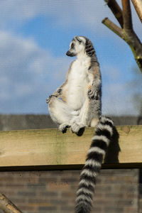 Low angle view of an animal on wood against sky