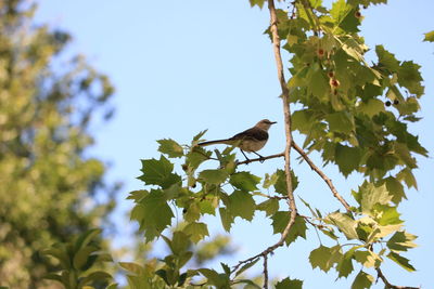 Low angle view of bird perching on tree against clear sky