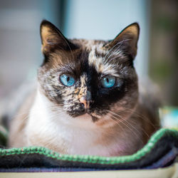 Close-up portrait of cat