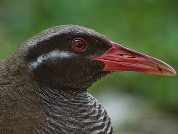 Close-up of a bird looking away