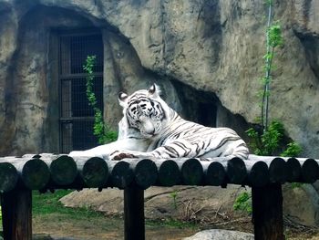 Tiger relaxing in zoo