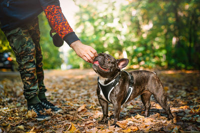 Midsection of person with french bulldog dog on land in the forest