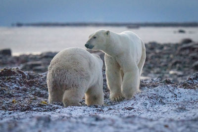 Two polar bears cross kelp on seashore