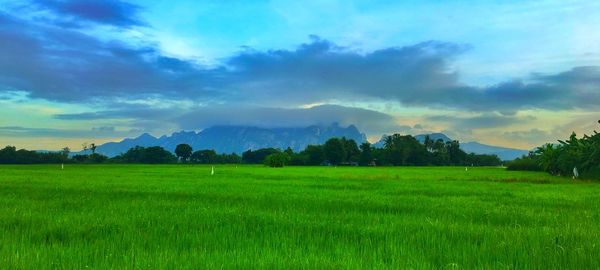 Scenic view of agricultural field against sky