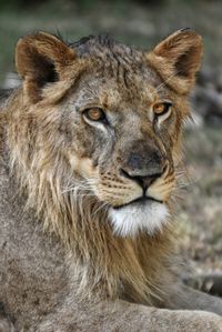 Close-up portrait of lion sitting on field