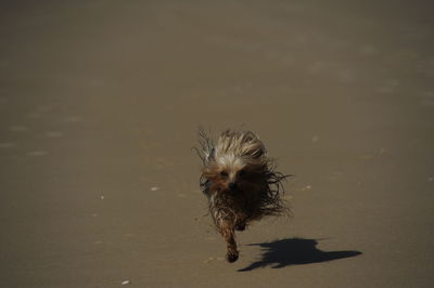 Close-up of dog