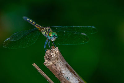 Close-up of insect on plant