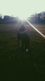 Dog on field against sky