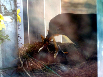 Close-up of bird