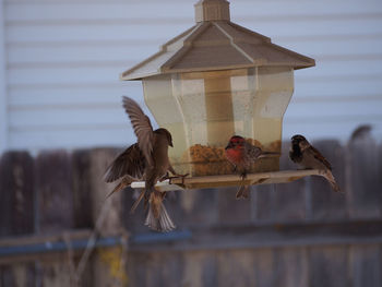 Birds perching on feeder