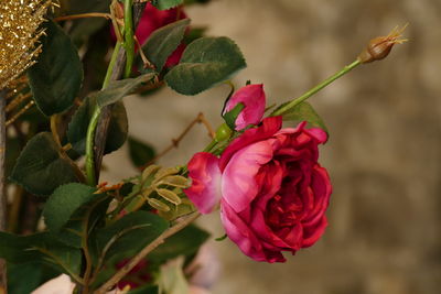 Close-up of red rose blooming outdoors