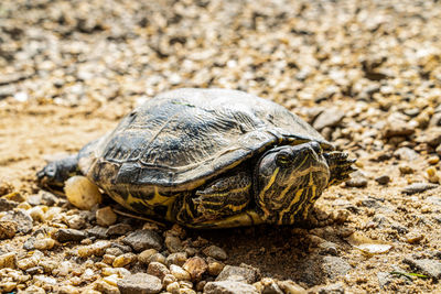 Low angle view of turtle and its egg