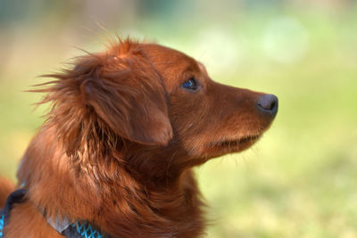 Close-up of dog looking away