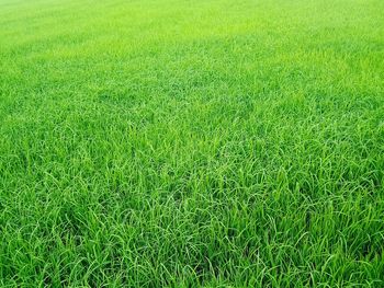 Full frame shot of soccer field