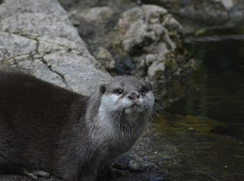 Portrait of an animal
