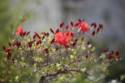 Close-up of red flowering plant