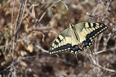 Close-up of butterfly perching on plant