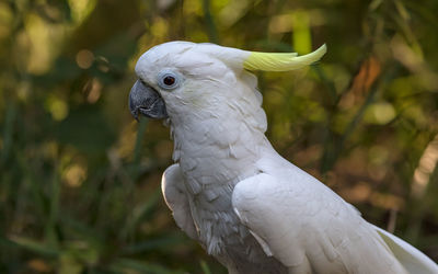 Close-up view of a cockatoo bird from the side