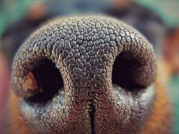 Close-up of human eye