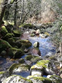 River amidst trees in forest