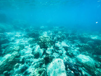 Aerial view of coral underwater