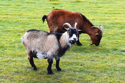 Horses standing in field