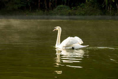 Swan floating on lake
