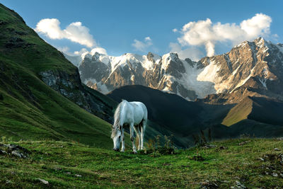 View of the highest caucasus mountains, white horse, svaneti, caucasus, georgia