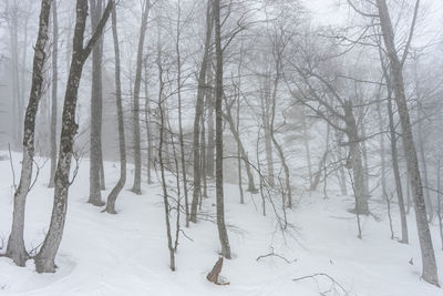 Covered with snow caucasus mountain in misty day time in bakuriani resort, georgia