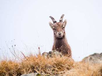 Portrait of ibex against white background.