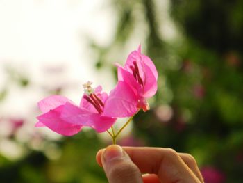 Close-up of hand holding pink flowering plant