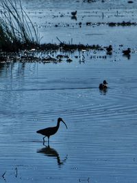 Ducks swimming on lake